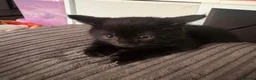 Mixed Breed cats for sale: 2 black girl kittens  - Advert 1