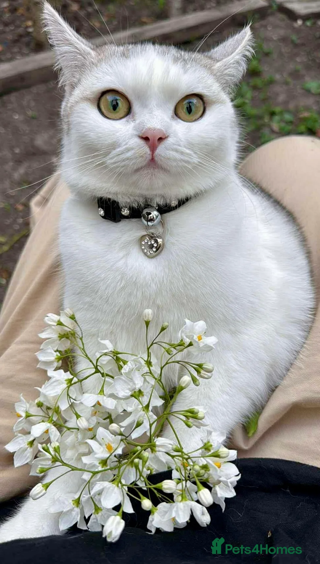 British Longhair cats for sale:  4 kitten Bsh & blh - Advert 1