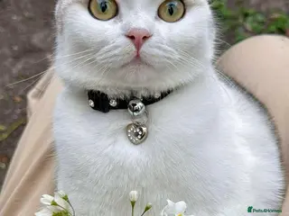 British Longhair cats British long haired and short hair x4 kitten in London - Advert 4