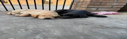 Labrador Retriever dogs for sale: Labrador puppies  - Advert 8