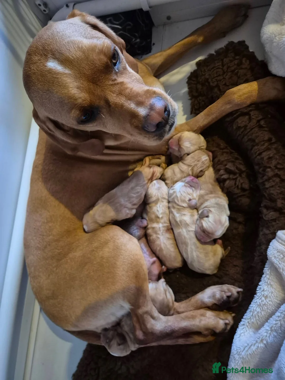 Pointer dogs for sale: Male Portuguese pointer puppy for sale - Advert 2