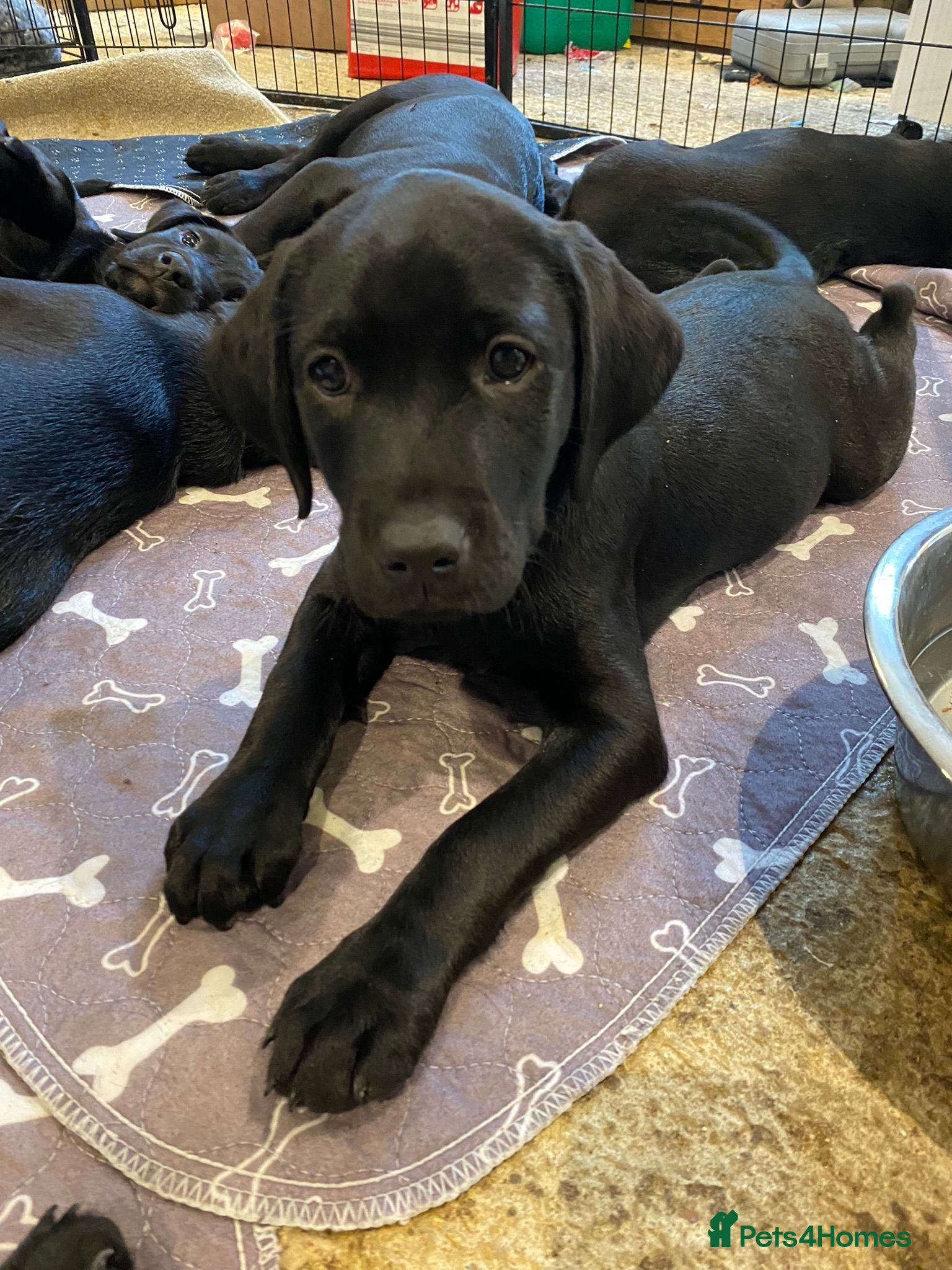 Labrador Retriever dogs 1 KC Black Working Labrador Puppy ready for homes - Advert 1