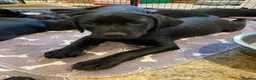 Labrador Retriever dogs for sale: KC Black Working Labrador Puppies ready for homes in Alresford - Advert 3