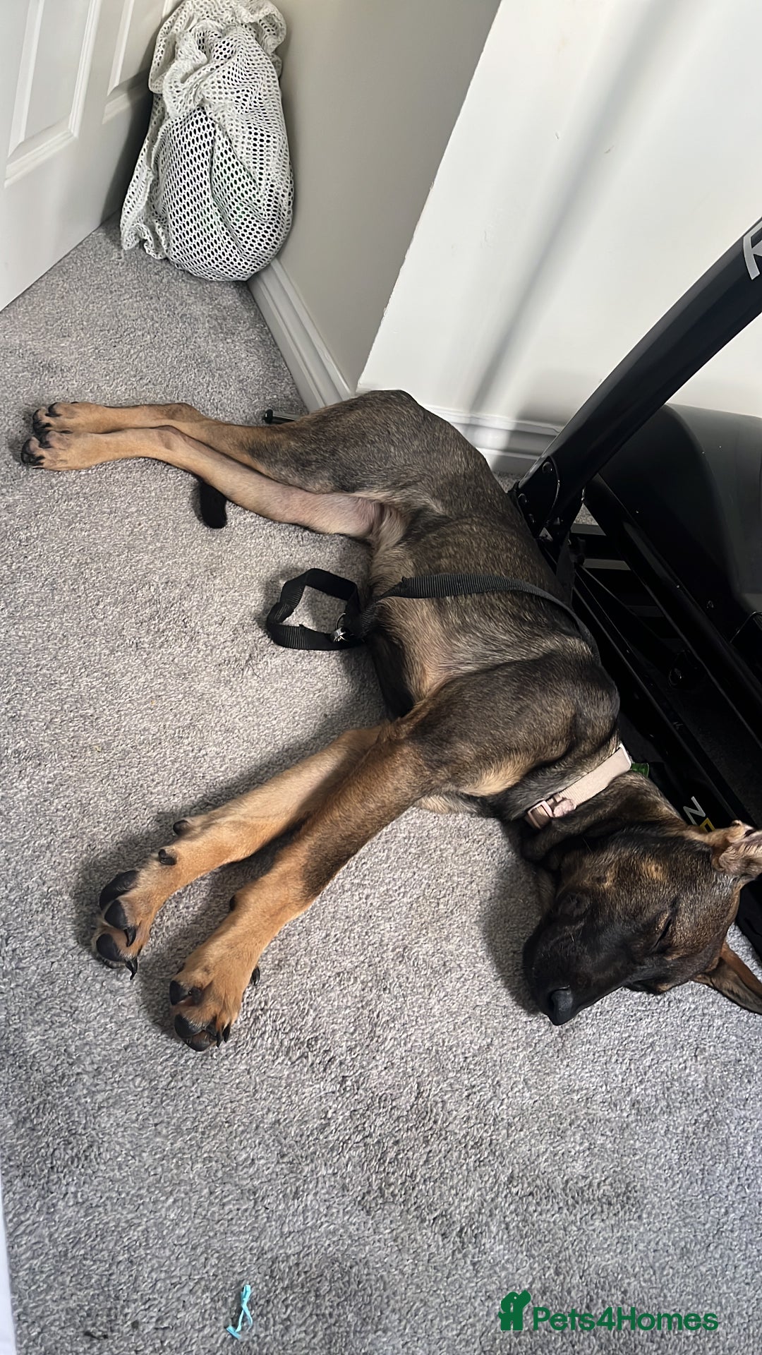 Mixed Breed dogs for sale: Finding Our Beloved Girl Her Forever Home - Image 2