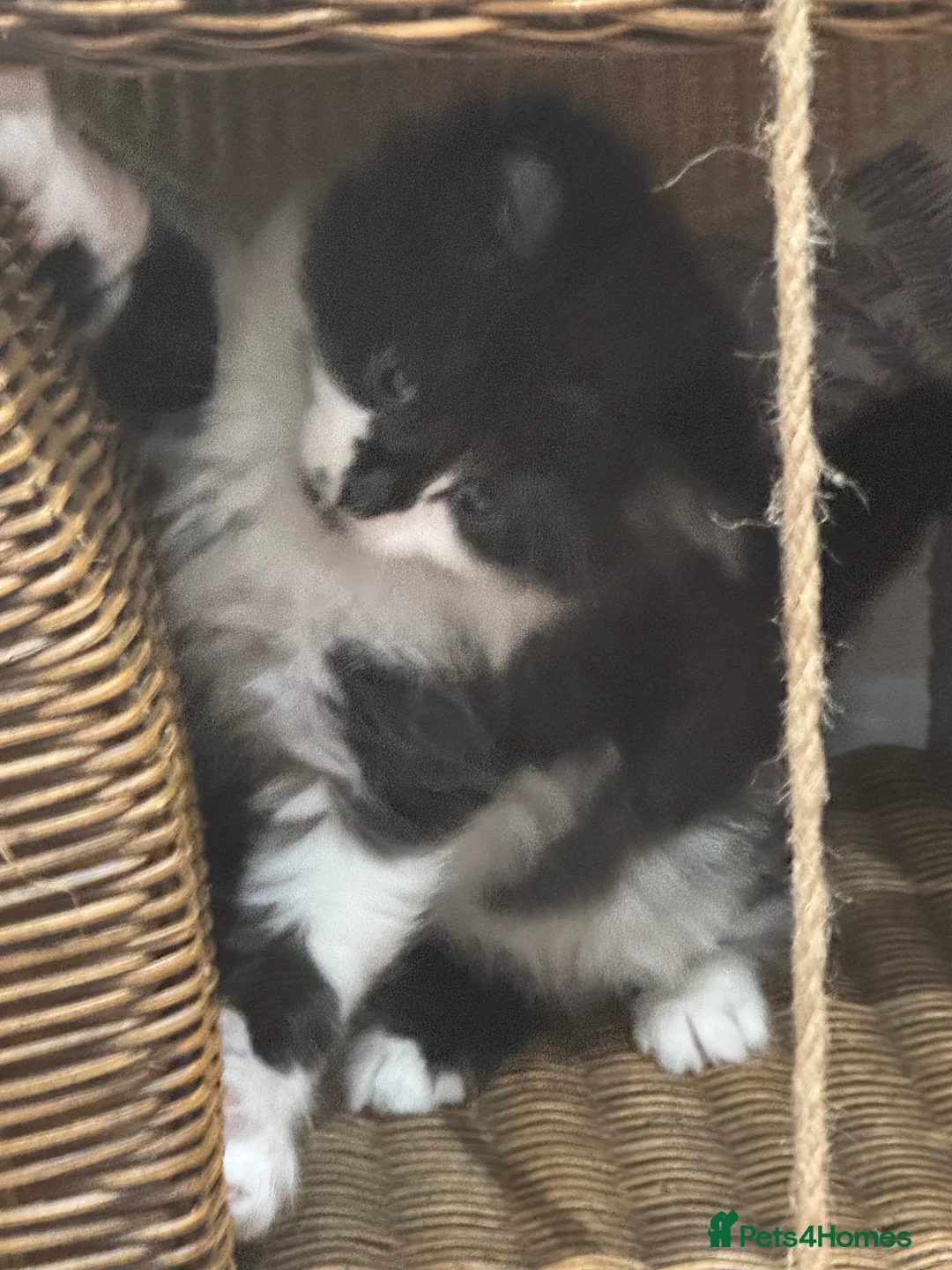 Mixed Breed cats for sale: 3/4 Maine coon long haired  - Advert 12