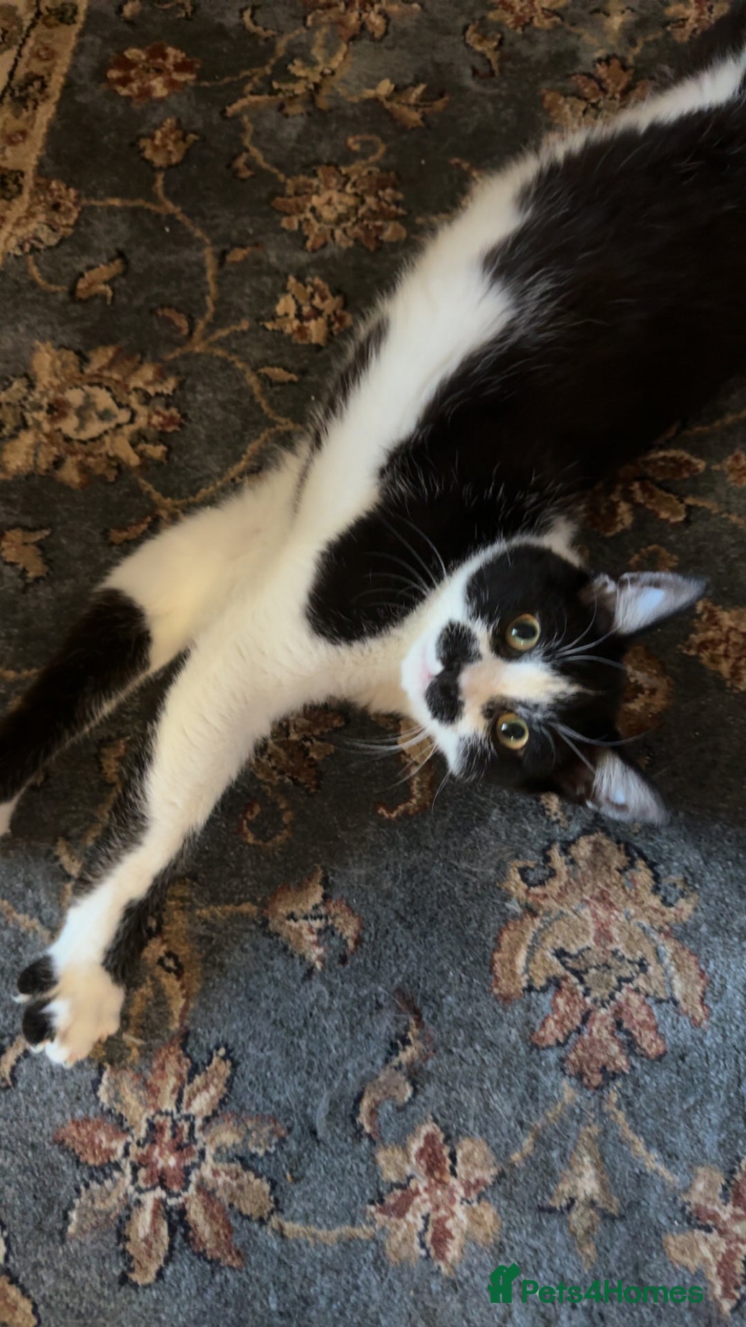 Domestic Shorthair cats for sale: Siblings looking for loving home - Image 4