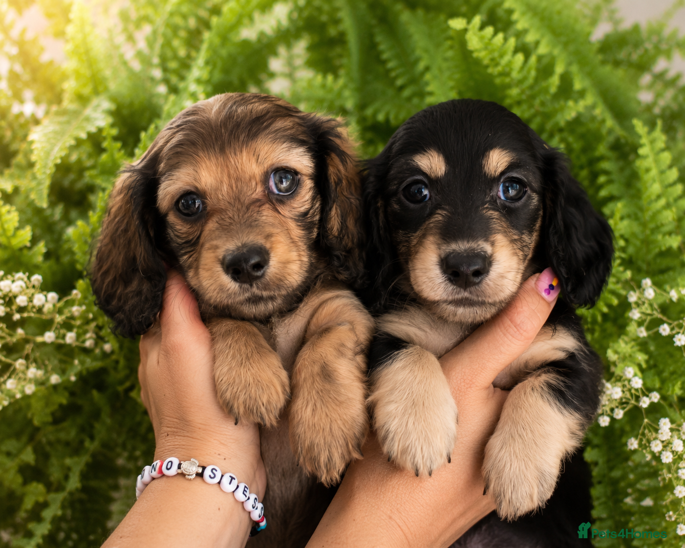 Miniature Dachshund dogs 🌟KC reg.Miniature LH Dachshund Puppies 🌟  - Advert 2
