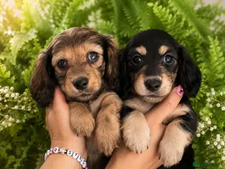 Miniature Dachshund dogs 🌟KC reg.Miniature LH Dachshund Puppies 🌟 - Advert 2