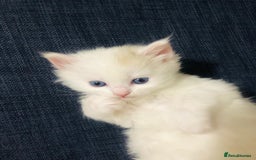 Mixed Breed cats for sale: Rare Norwegian Forest ×Ragdoll Kitten - Image 11