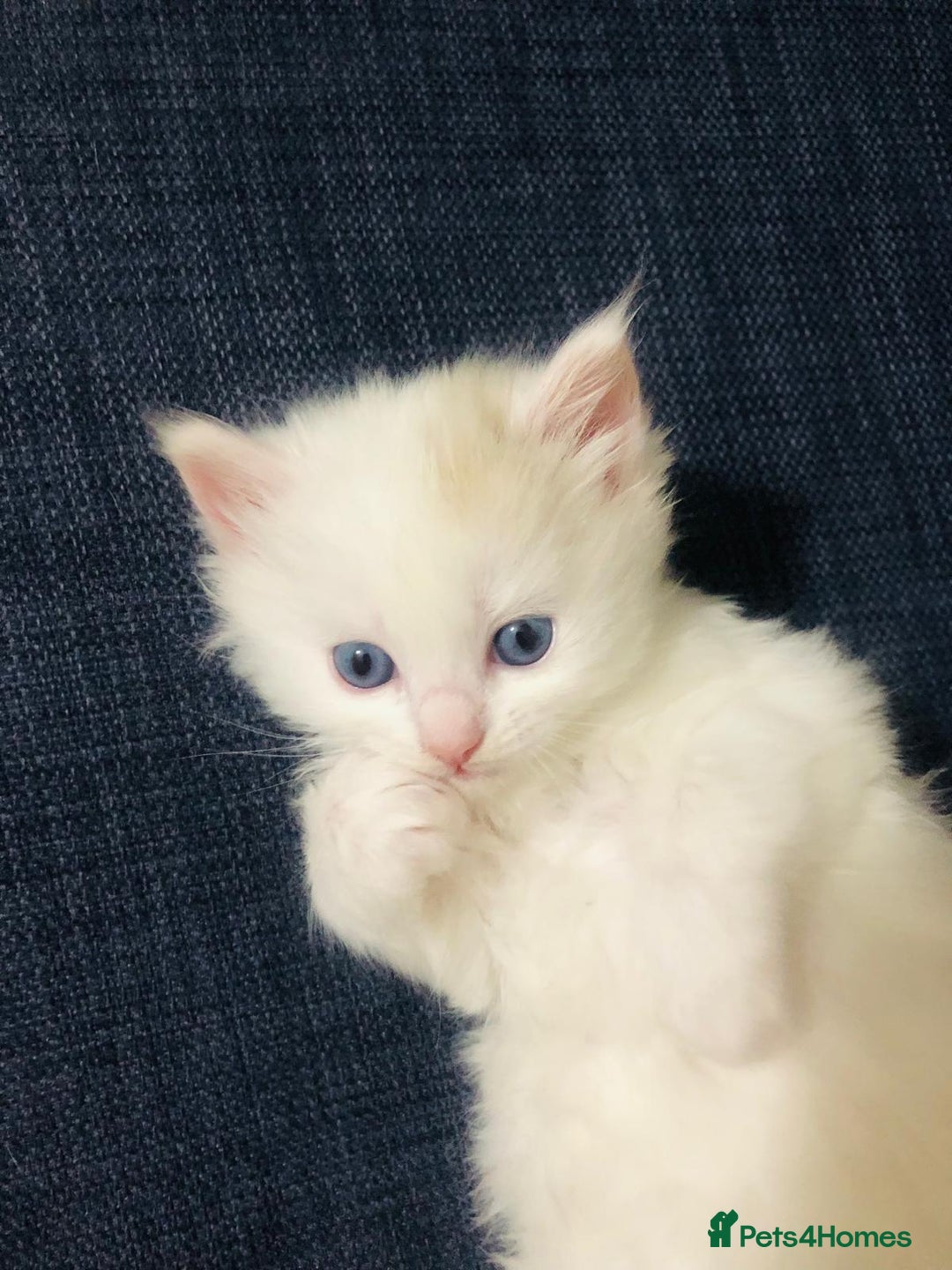 Mixed Breed cats for sale: Rare Norwegian Forest ×Ragdoll Kitten - Image 11