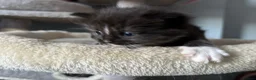 Mixed Breed cats for sale: Long‑Haired Ragdoll Cross Tortoiseshell Kittens - Advert 11