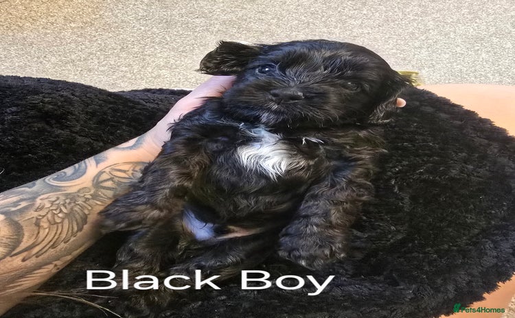 Cockapoo dogs - Advert 6
