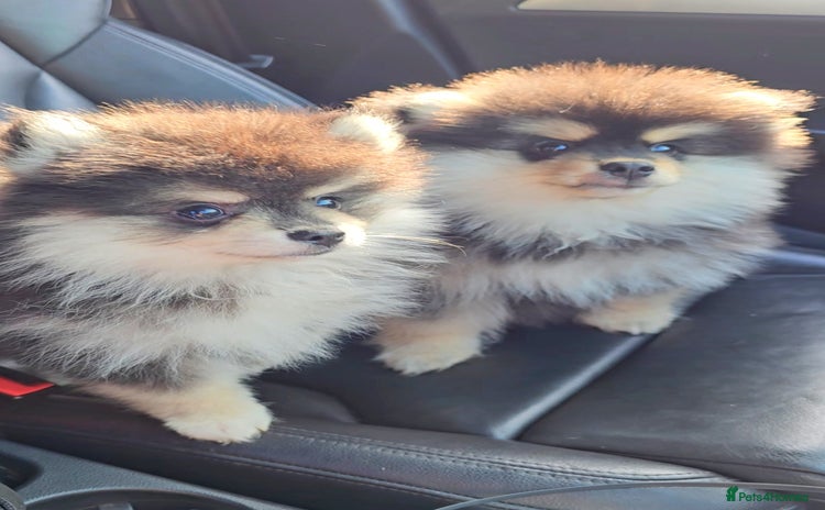 Pomsky dogs - Advert 1