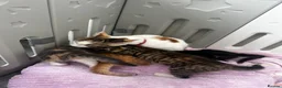 Mixed Breed cats for sale: 2 little cuties  - Advert 10