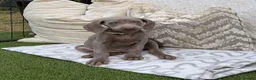 Weimaraner dogs for sale: 7 Weimaraner pups for sale ! - Advert 2