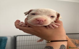 Mixed Breed dogs for sale: American Bulldog X Mastiff mix  - Image 32