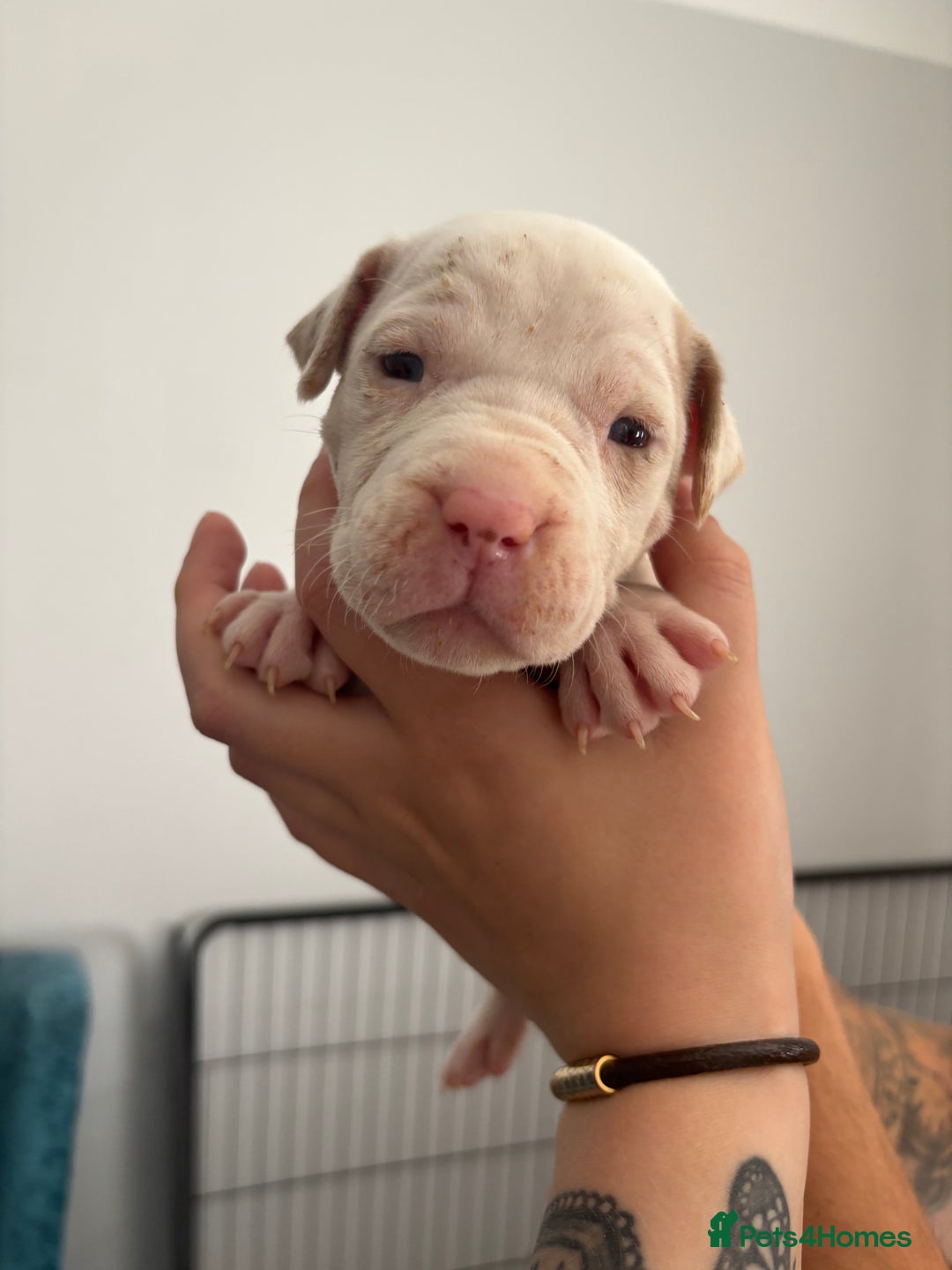 Mixed Breed dogs for sale: American Bulldog X Mastiff mix  - Image 32