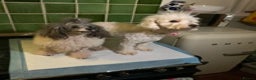 Toy Poodle dogs for stud: 7.5inch Toy HEALTH TESTED ASIAN IMPORT in Guildford - Advert 19