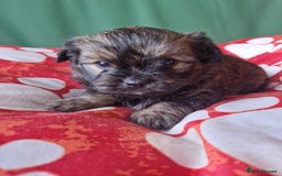 Mixed Breed dogs for sale: Puppies - Image 16