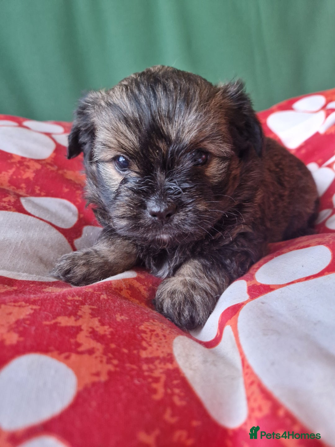 Mixed Breed dogs for sale: Puppies - Image 16