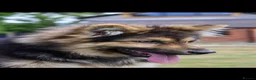 German Shepherd dogs for sale: KENBLOOM PRIMROSE RIPLEY KC health tested  - Advert 1