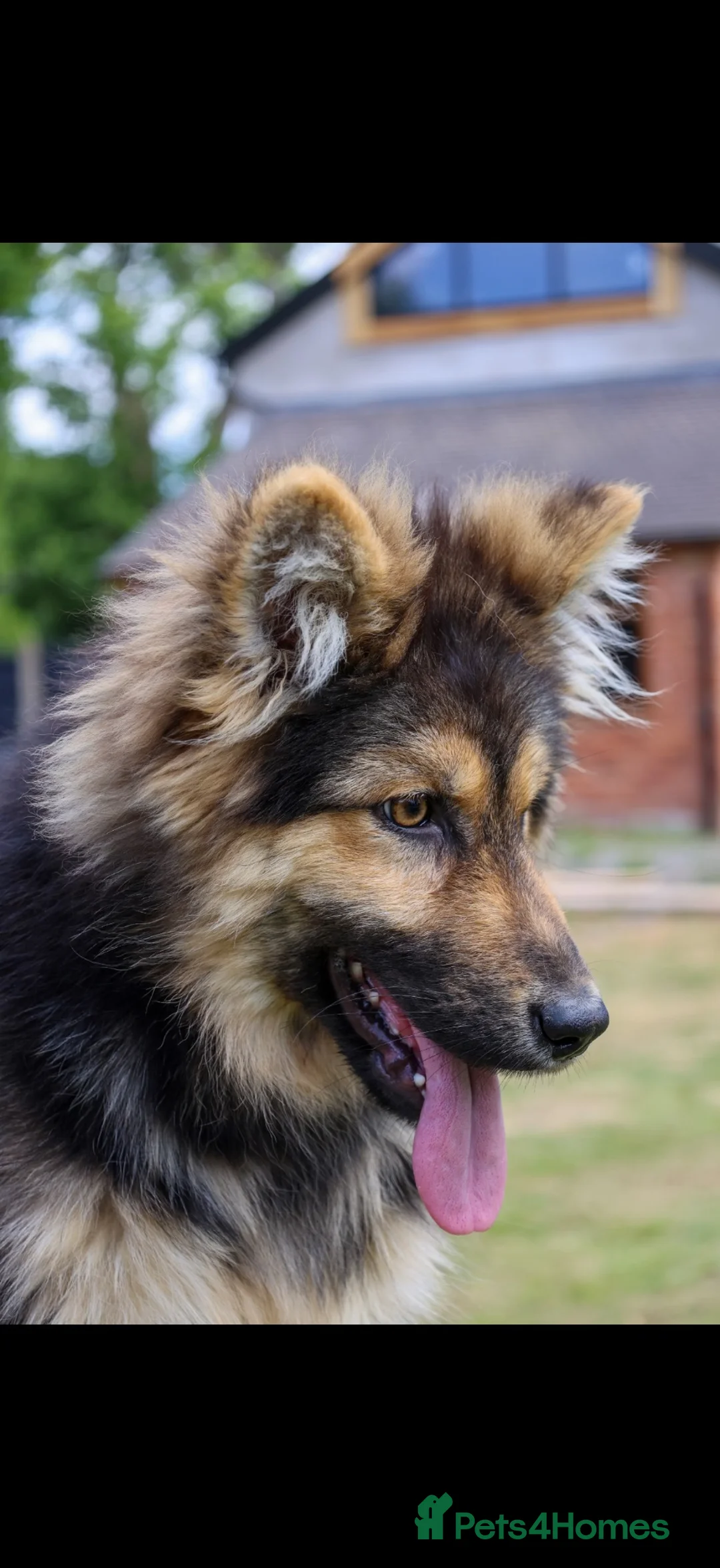 German Shepherd dogs for sale: KENBLOOM PRIMROSE RIPLEY KC health tested  - Advert 1