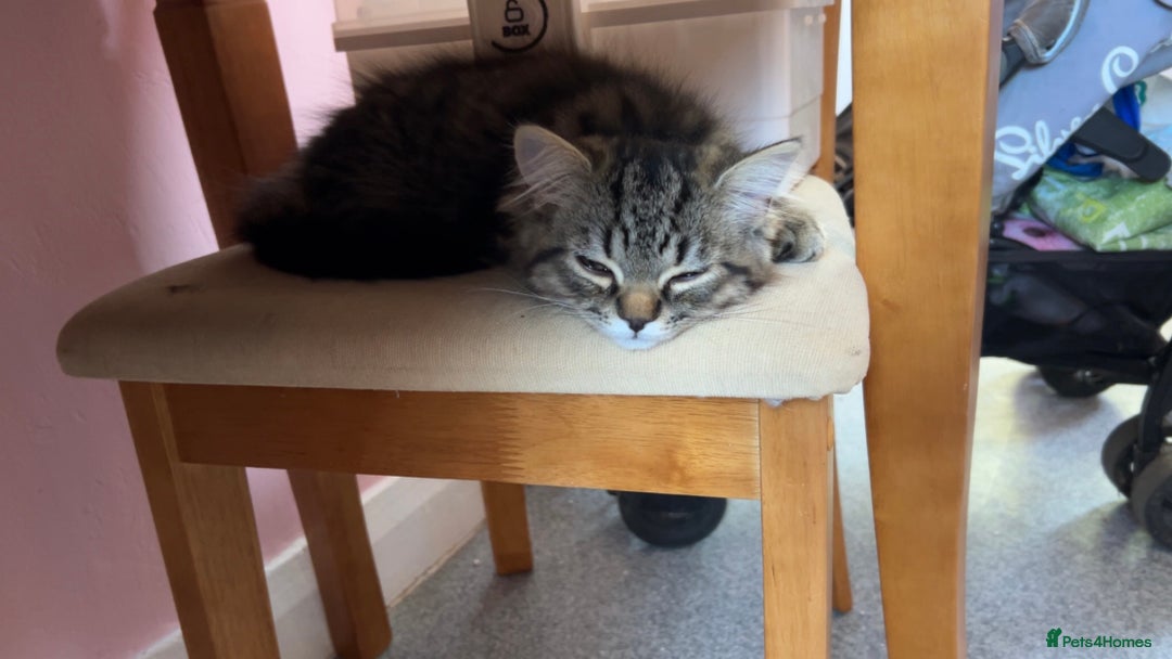 Persian cats for sale: 2 loving Persian Kittens for sale  - Image 13