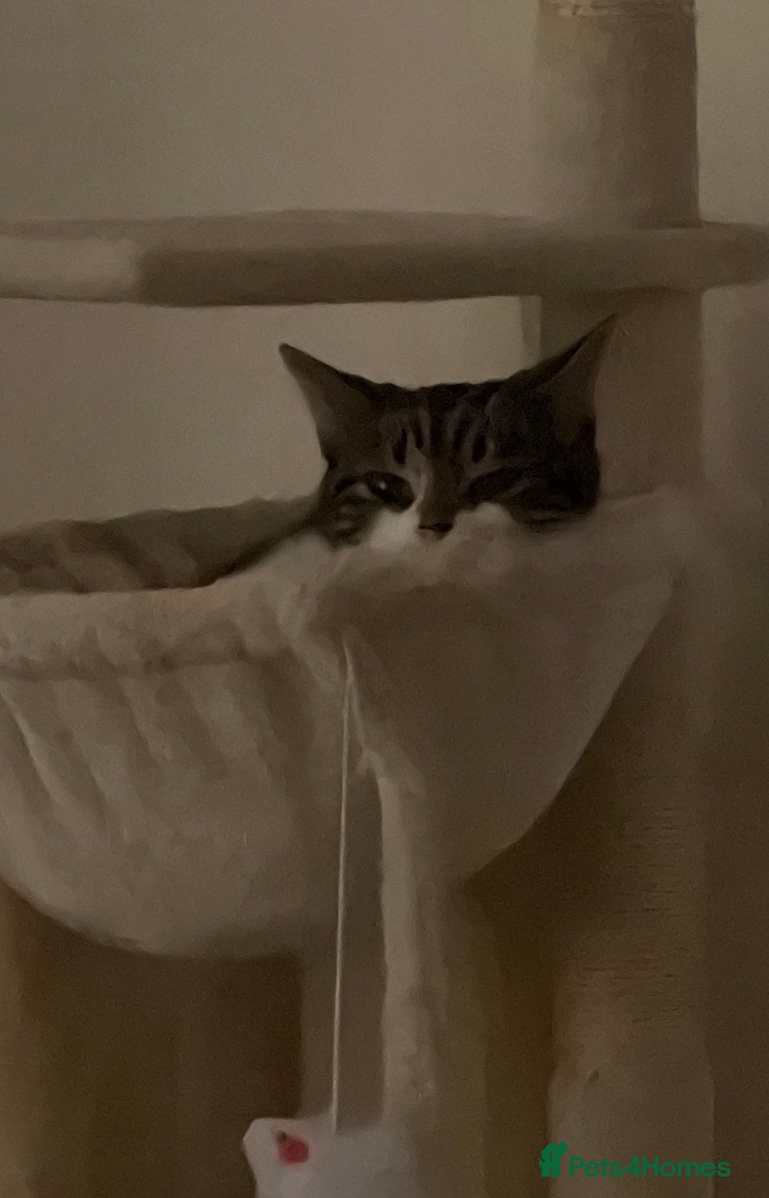 Mixed Breed cats for sale: 1 year old girl for sale - Advert 3