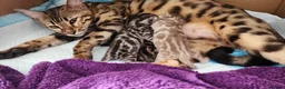 Bengal cats for stud: Silver Bengal Stud 🩶 TICA REG N DNA CLEAR 🌟 - Advert 11