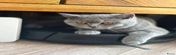 Brazilian Shorthair cats for sale: British short hair in Leeds - Advert 7