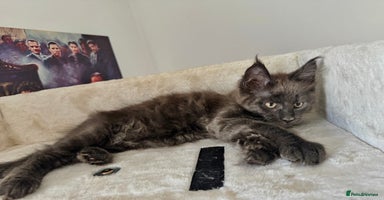 Maine Coon cats - Advert 8