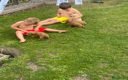 Cavapoo dogs for sale: 🐶 F1 top quality cavapoo puppies (toy poodle) 🐶  - Image 7