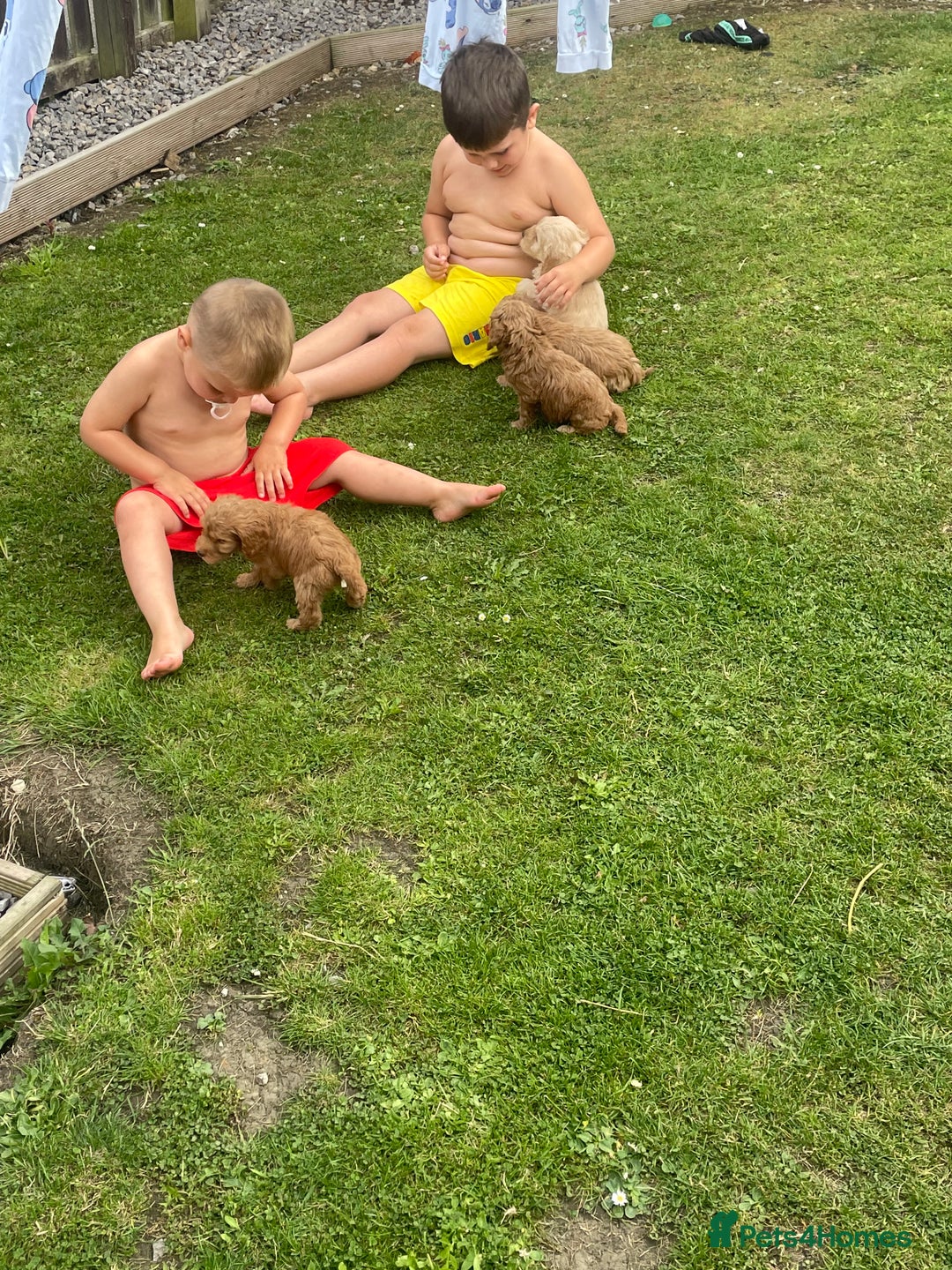 Cavapoo dogs for sale: 🐶 F1 top quality cavapoo puppies (toy poodle) 🐶  - Image 7