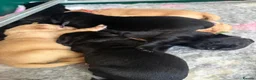 Labrador Retriever dogs for sale: Lovely litter  - Advert 4