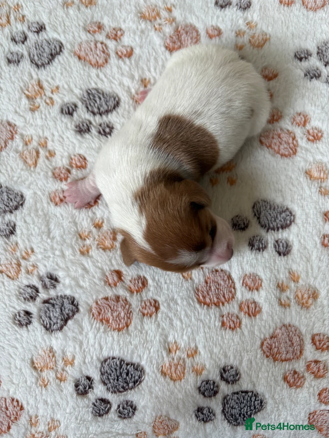 Miniature Dachshund dogs for sale: ⭐️💕miniature dachshund pups⭐️💕 - Advert 25