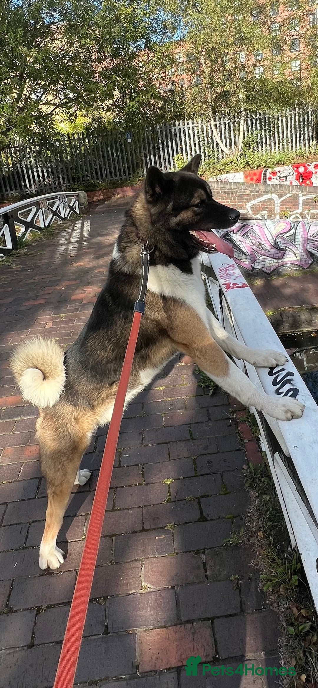 Akita dogs for stud: Chico’s finding LOVE… in Birmingham - Image 1