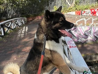 Akita dogs in Birmingham - Advert 3