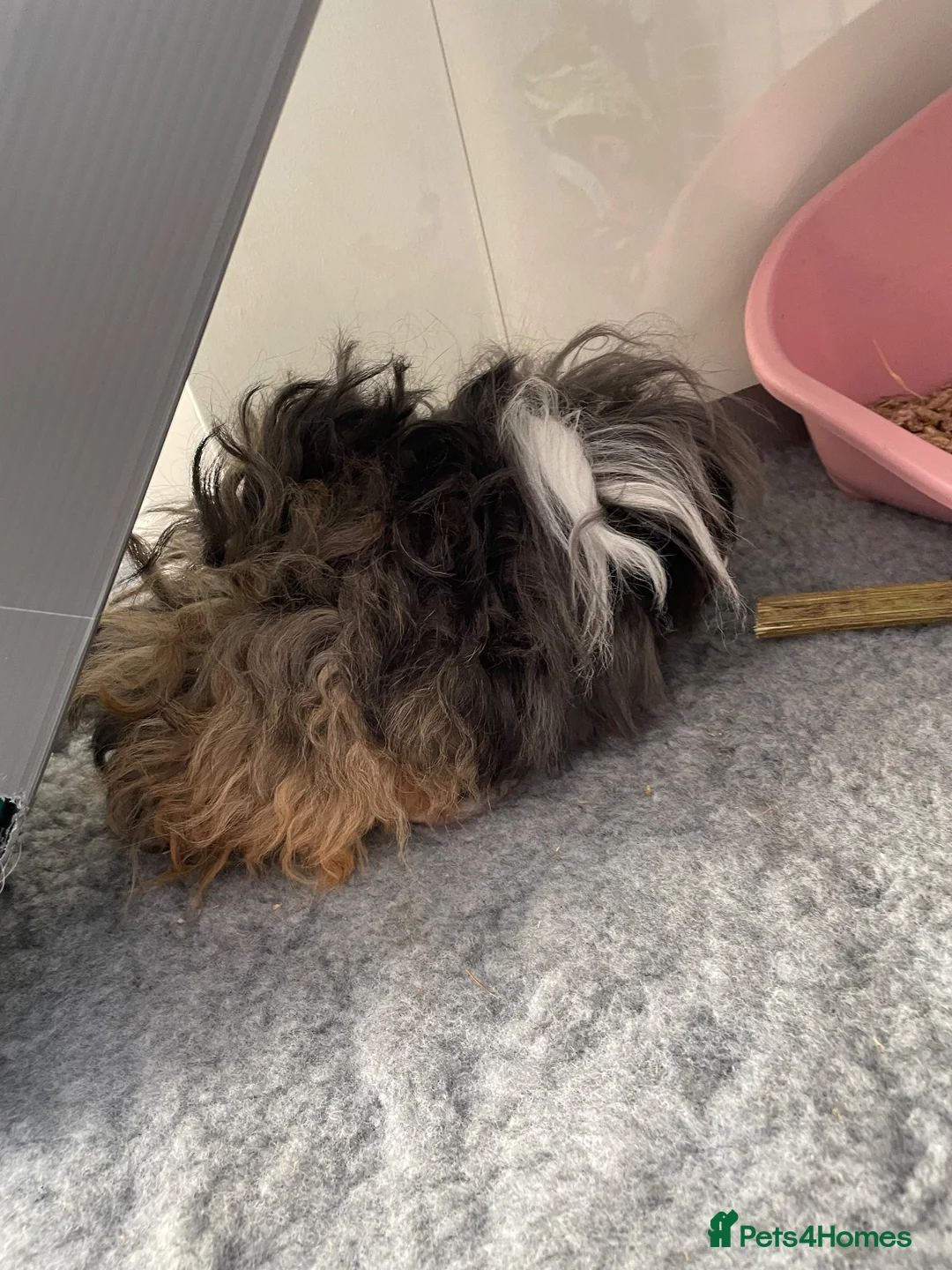 Guinea Pig rodents for sale: female guinea pig - Advert 5