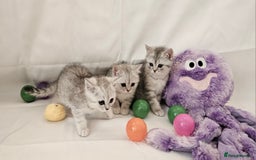 British Shorthair cats for sale: BRITISH SHORTHAIR CHAMPION BLOODLINE - Image 6