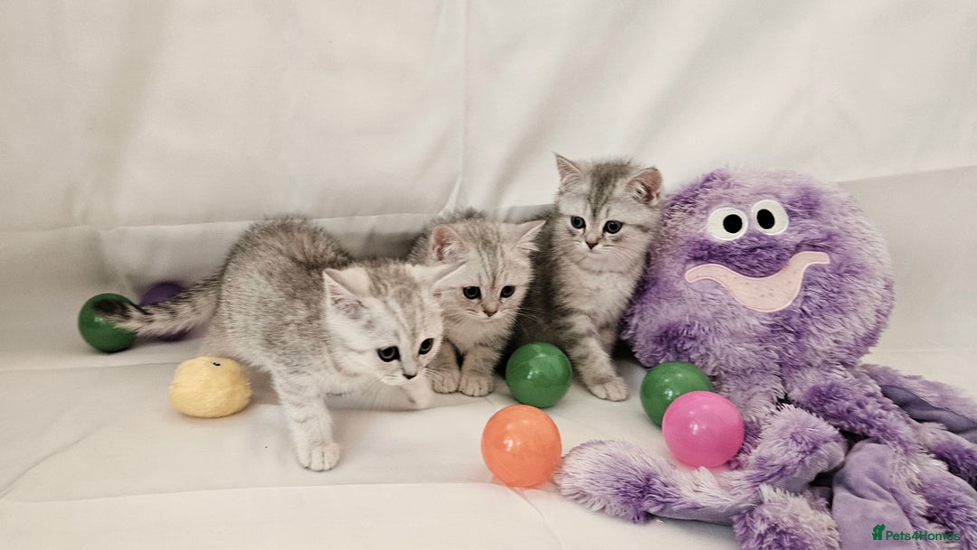 British Shorthair cats for sale: BRITISH SHORTHAIR CHAMPION BLOODLINE - Image 6