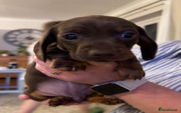 Miniature Dachshund dogs for sale: Miniature daschund puppies  - Image 3