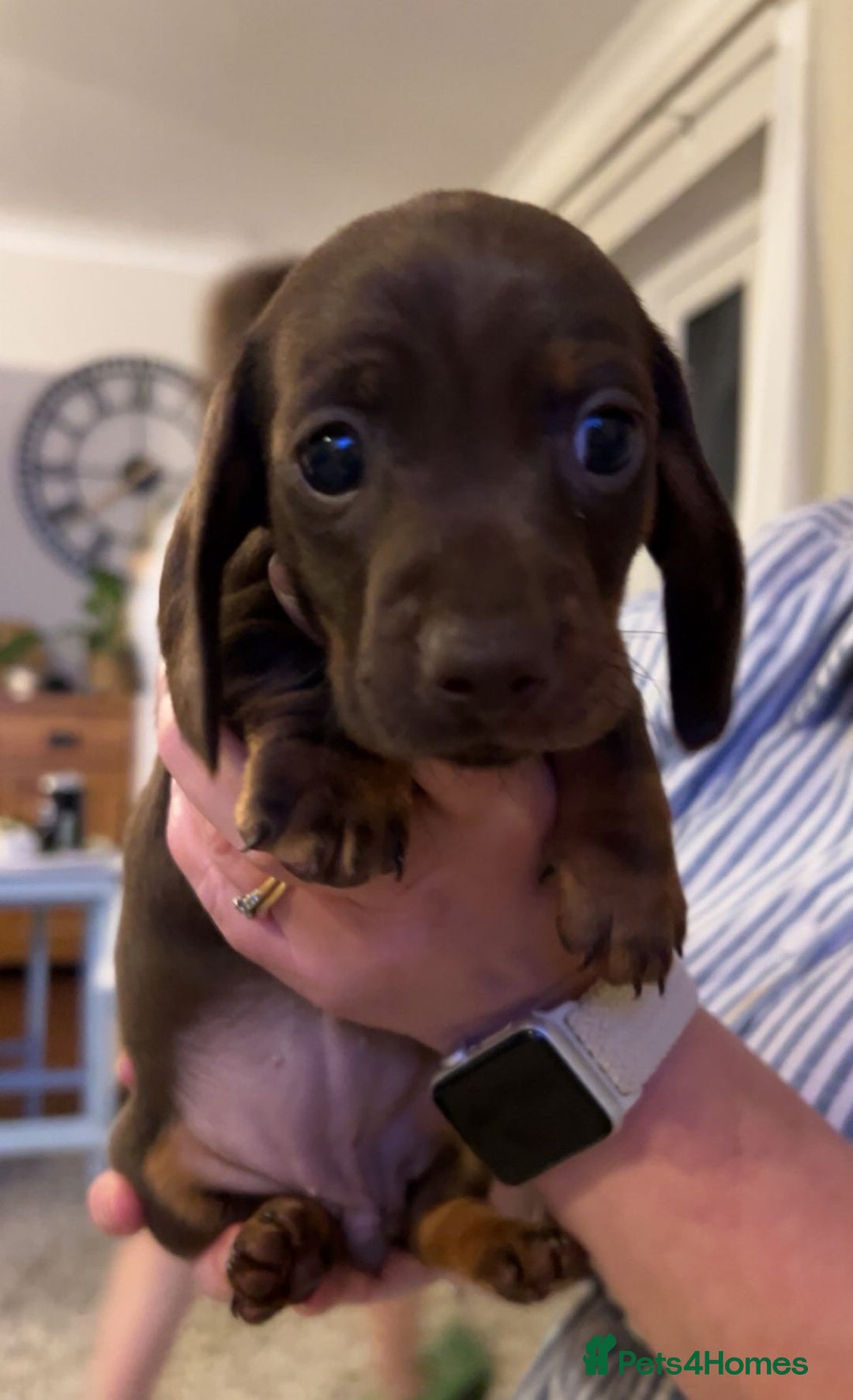 Miniature Dachshund dogs for sale: Miniature daschund puppies  - Image 3