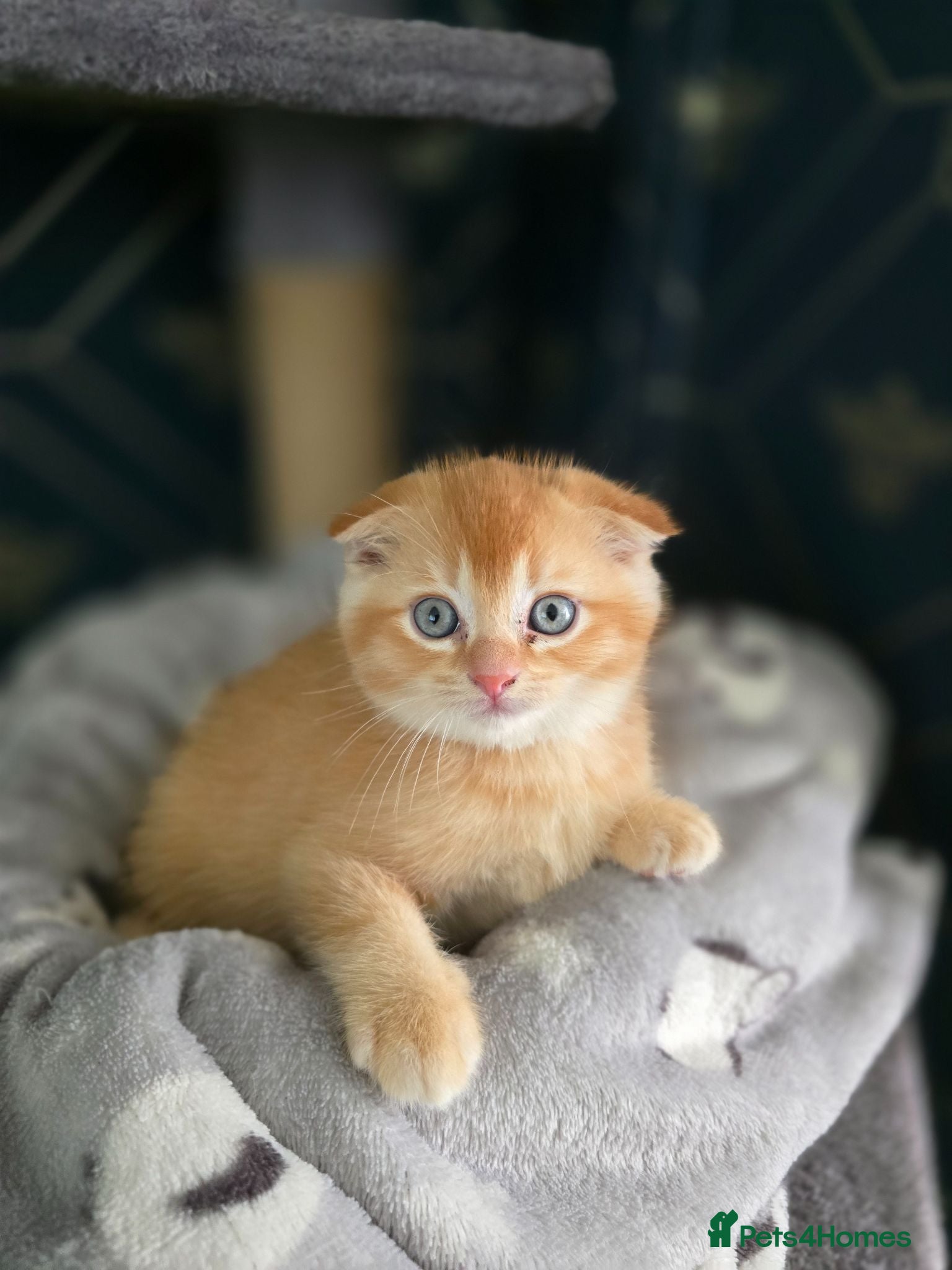 Scottish Fold cats  Beautiful Scottish fold/scottish straight litter - Advert 1