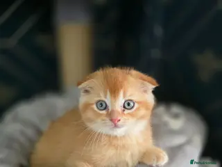 Scottish Fold cats Beautiful Scottish fold/scottish straight litter - Advert 15