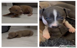 Italian Greyhound dogs for sale: KC registered Italian Greyhounds  - Image 17