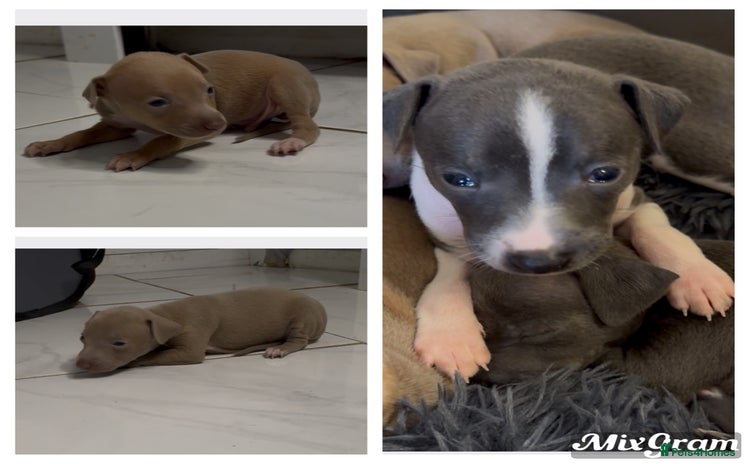 Italian Greyhound dogs - Advert 16