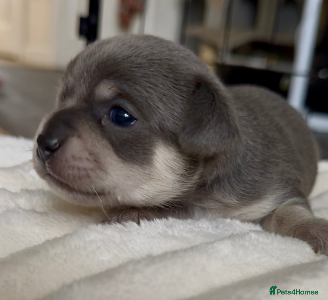 Chihuahua dogs for sale: 5 gorgeous chihuahua pups - viewings start 23/08 - Image 7