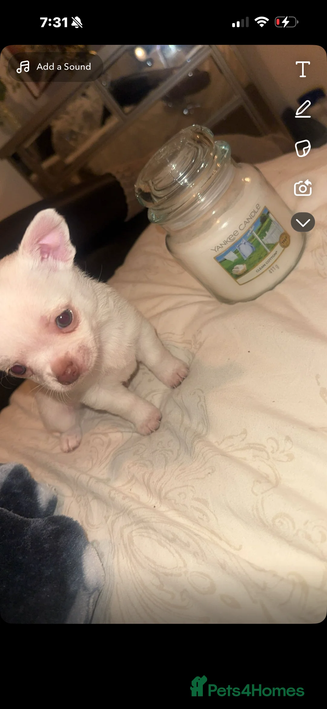 Chihuahua dogs for sale: Beautiful chihuahuas puppies for sale  - Advert 5