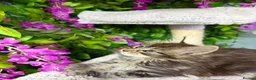 Maine Coon cats for sale: Mainecoon  - Advert 3