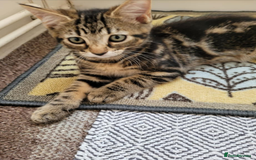 Mixed Breed cats for sale: Beautiful Tabbies and Black kittens - Image 8